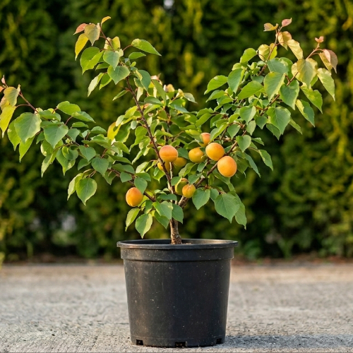 Абрикос Голд Рич купить