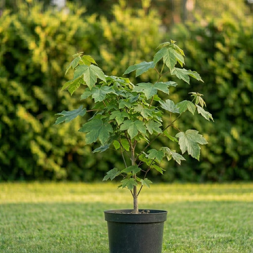 Клен ложноплатановый  купить