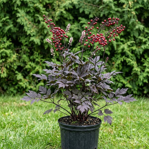 Воронец красноплодный Блэк Бьюти купить