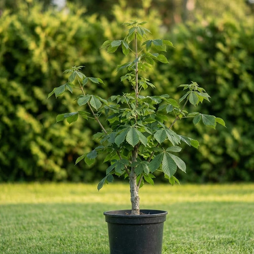 Каштан конский Пирамидалис купить