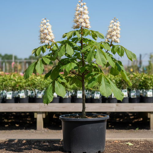 Каштан конский  купить