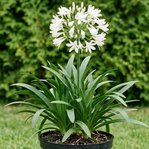 Агапантус африканский Альбус купить