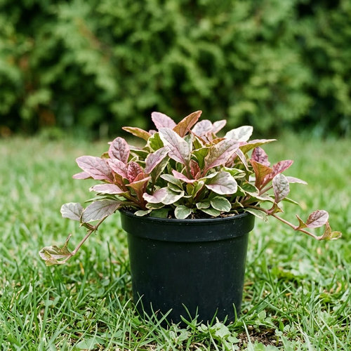 Живучка ползучая Бургунди Глоу купить