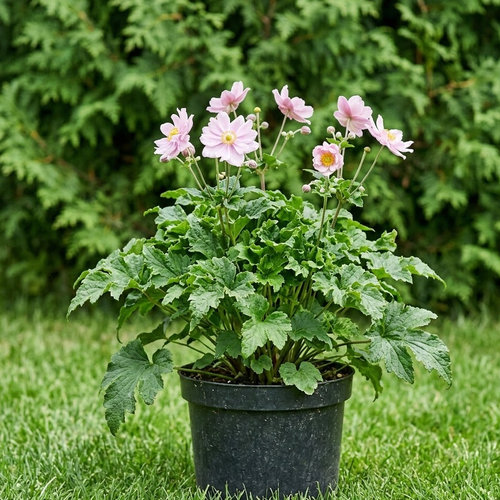 Ветреница гибридная Криспа купить