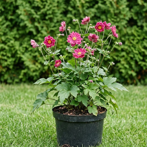 Ветреница японская Памина купить