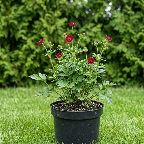 Ветреница мультифида (многонадрезная) Рубра купить