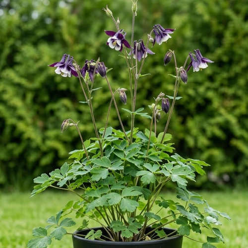 Аквилегия обыкновенная Уильям Гинесс купить