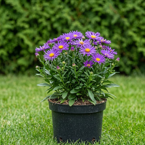 Астра альпийская Данкл Сконе купить