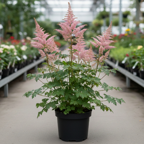 Астильба Арендса Анита Пфейфер купить