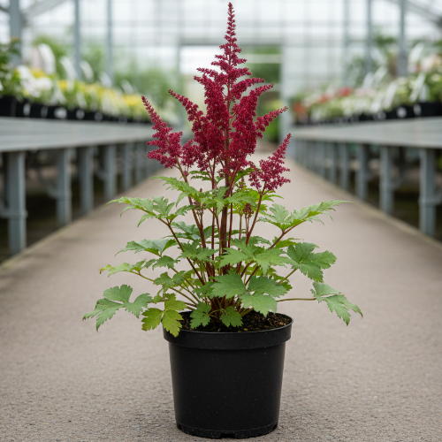 Астильба Арендса Гранат купить