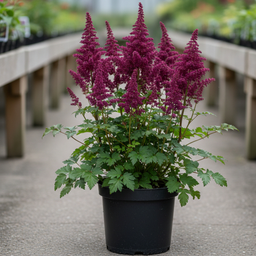 Астильба китайская Пупуркерзе купить