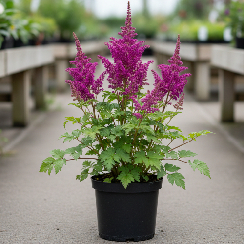 Астильба китайская Вероника Клозе купить