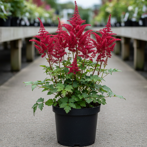 Астильба мелколистная Carmine купить