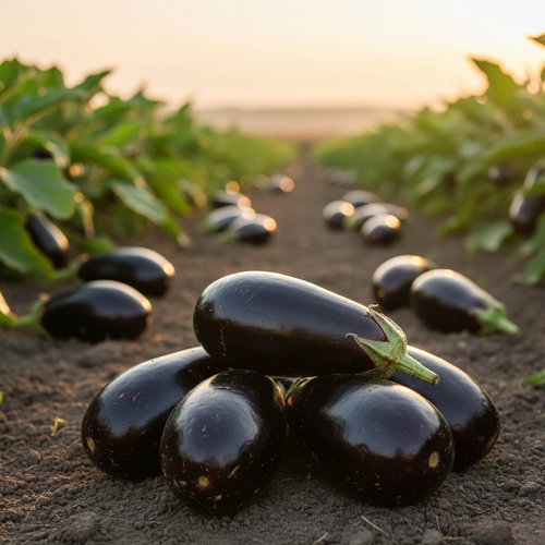 Баклажан Кочегар купить