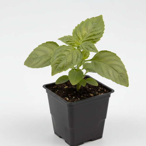 Базилик Хаки купить