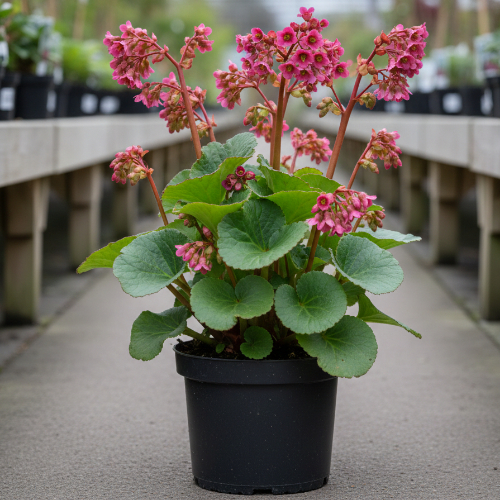 Бадан сердцелистный Ротблюм купить