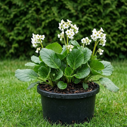 Бадан гибридный Брессингэм Уайт купить