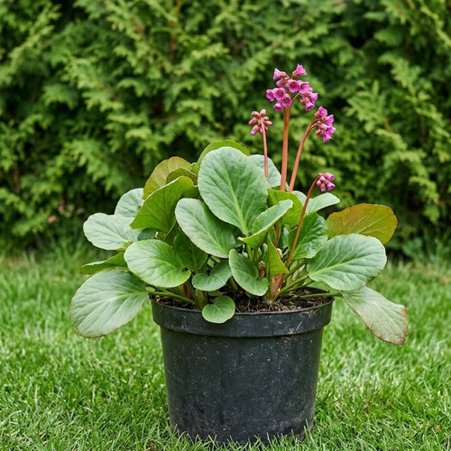 Бадан гибридный Винтер Глоу купить