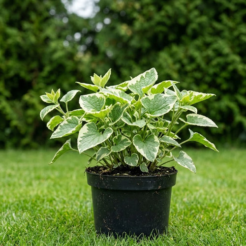 Бруннера крупнолистная Хадспен Крим купить