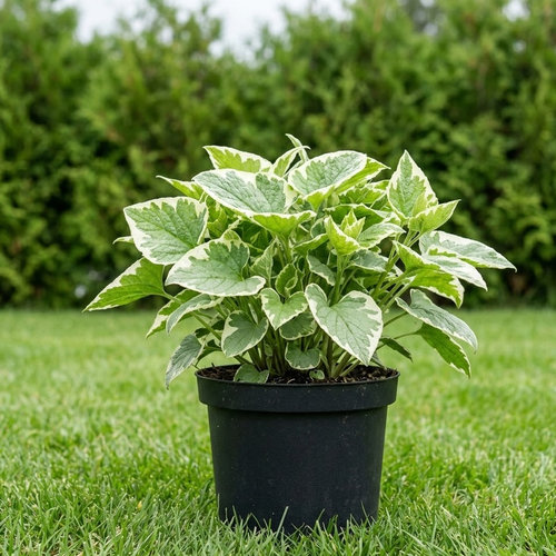 Бруннера крупнолистная Мистер Морзе купить