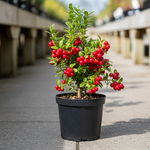 Брусника обыкновенная Рэд Перл купить
