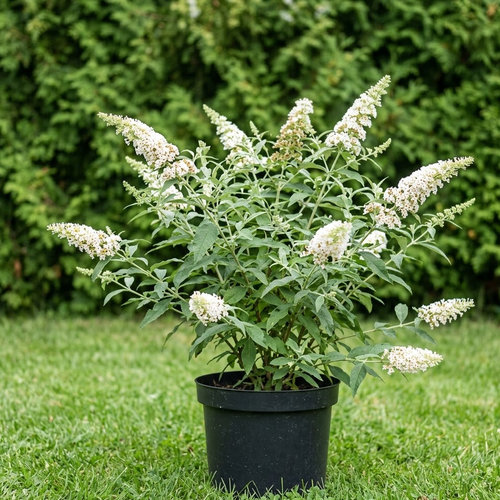 Буддлея Давида Уайт Профьюжн купить