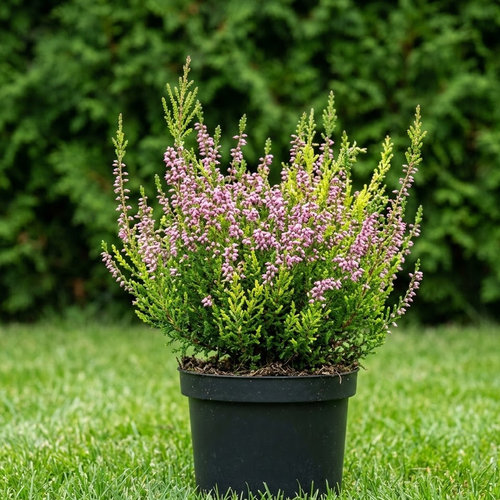 Вереск обыкновенный Алисиа купить