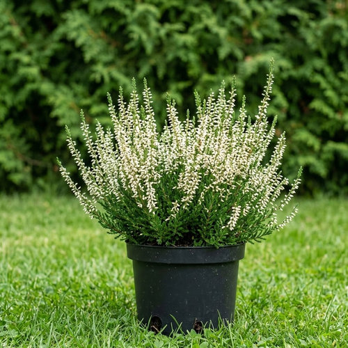 Вереск обыкновенный Лонг Уайт купить