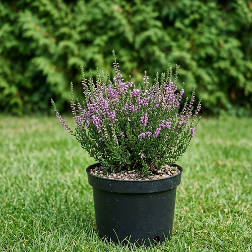 Вереск обыкновенный Миллион купить