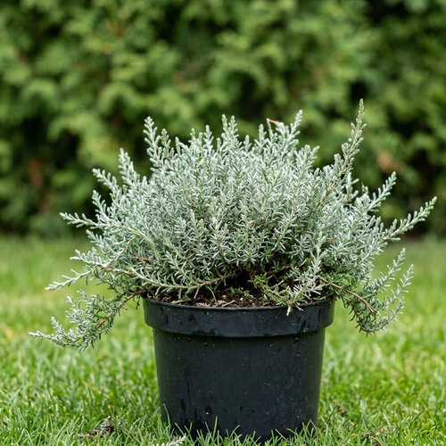 Вереск обыкновенный Силвер Найт купить