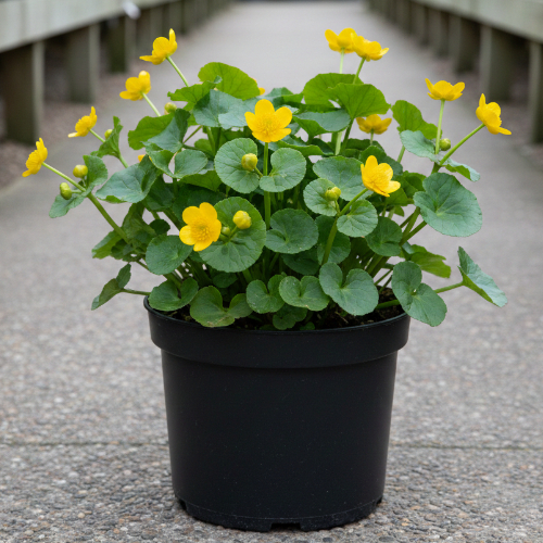 Калужница болотная  купить