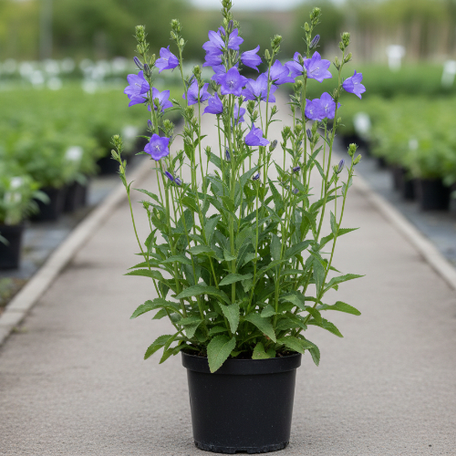 Колокольчик персиколистный Ла Белло купить