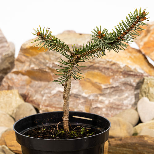 Кипарисовик горохоплодный купить