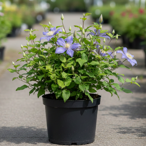 Клематис Балтик купить