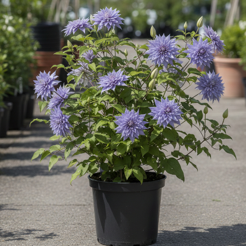 Клематис Блю Эксплоужн купить