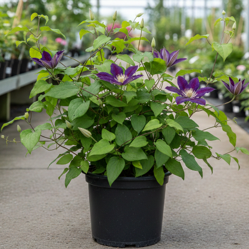 Клематис Юлька купить