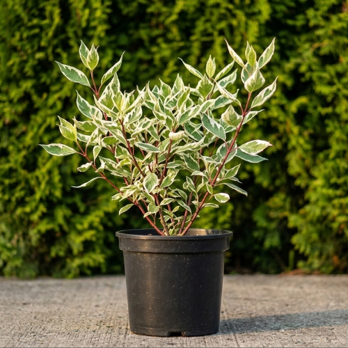 Дерен белый Аргентеомаргината купить