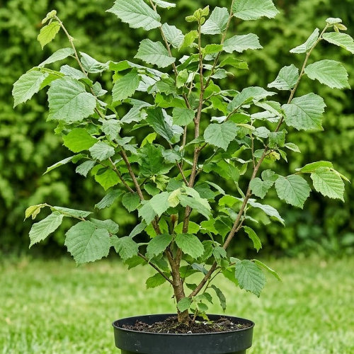 Лещина обыкновенная  купить