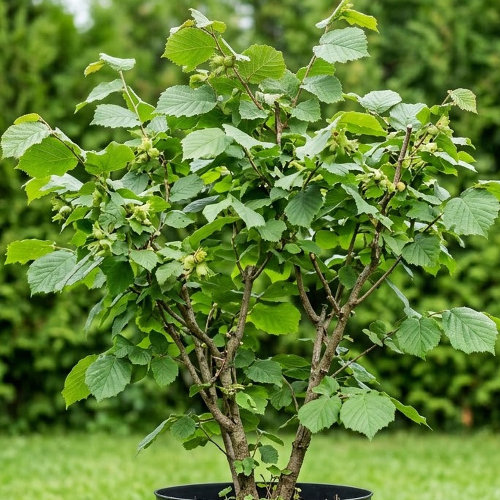 Лещина древовидная  купить