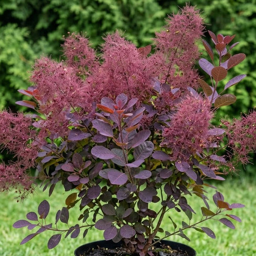 Скумпия кожевенная Роял Пёпл купить