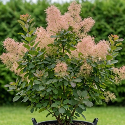 Скумпия кожевенная купить