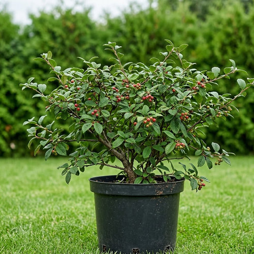 Кизильник пузырчатый  купить