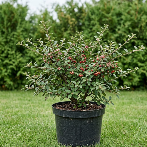 Кизильник Франшети  купить