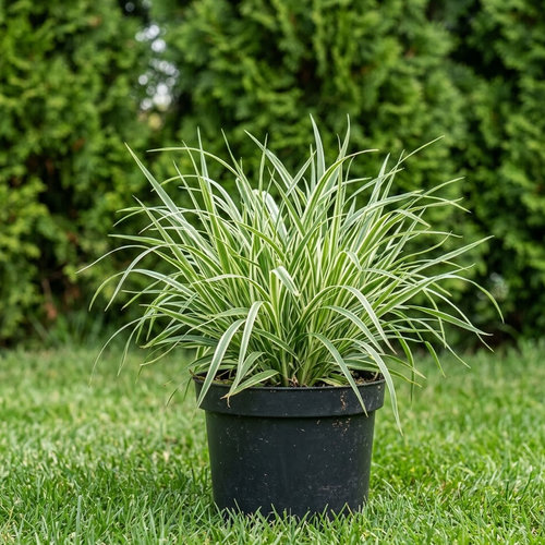 Ежа пестролистная купить