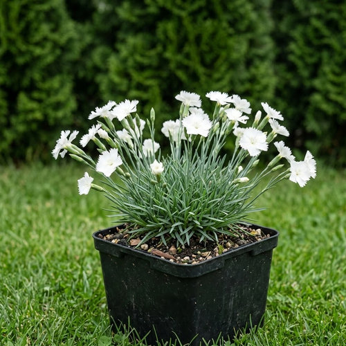 Гвоздика альпийская Вейс купить