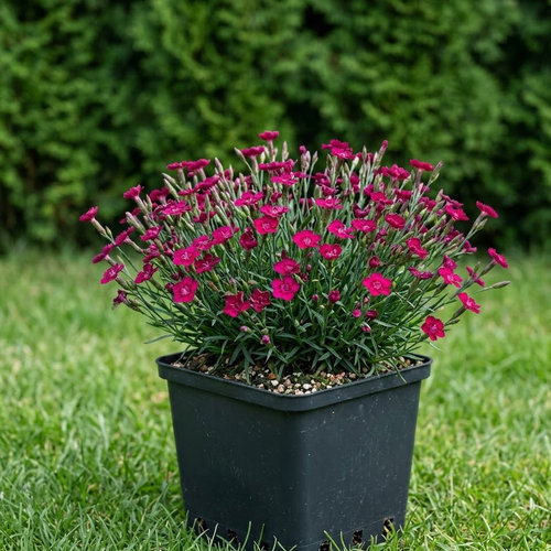 Гвоздика дельтовидная Спленденс купить