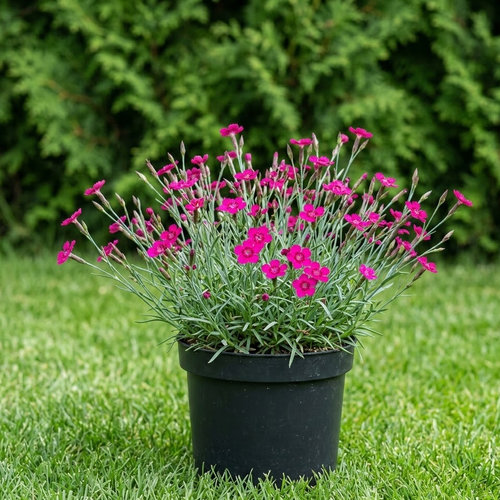 Гвоздика дельтовидная Лёйхтфунк купить