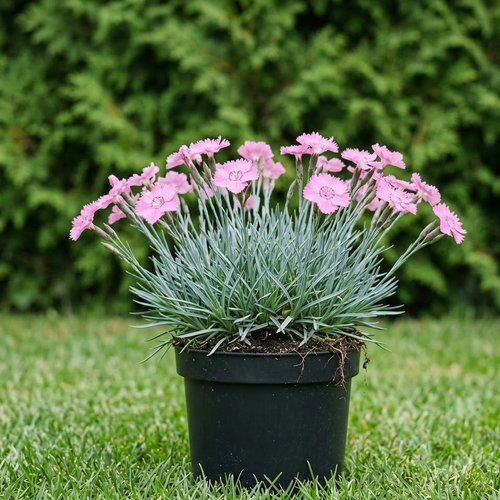 Гвоздика серовато-голубая Динетта купить