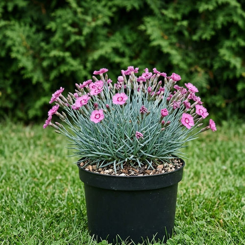 Гвоздика серовато-голубая купить