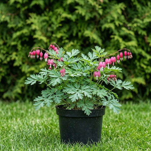 Дицентра формозская Эдриан Блюм купить